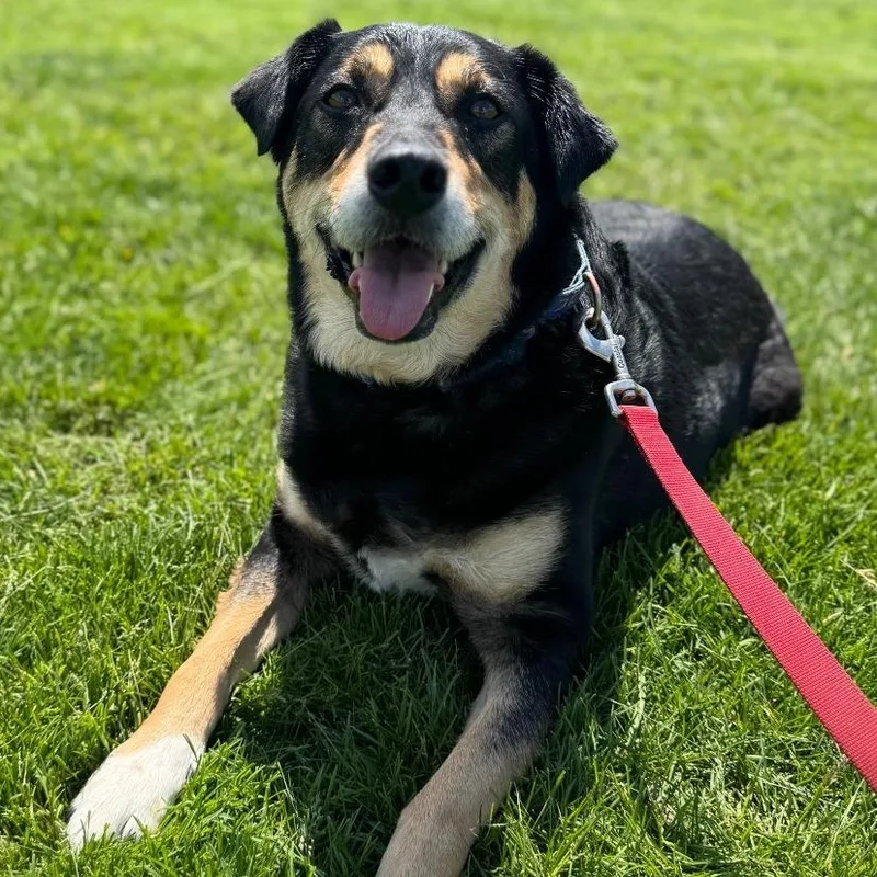An adult large-sized male Black Golden Retriever dog named Boi for adoption in Champaign, IL