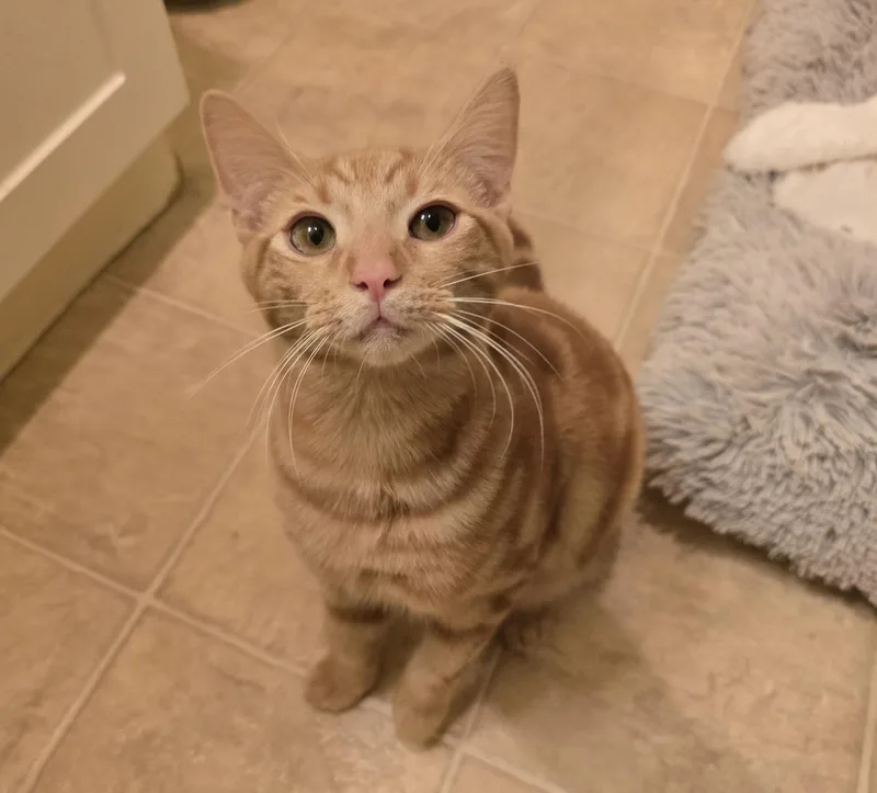 A young medium-sized male Tabby (Orange / Red) Domestic Short Hair cat named Tiger for adoption in Othello, WA