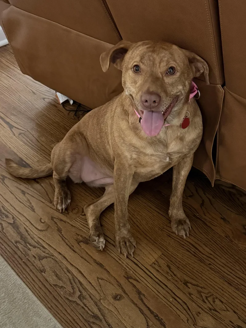 A young medium-sized female Brindle Mixed Breed dog named Hunny The Unicorn for adoption in Franklin, TN