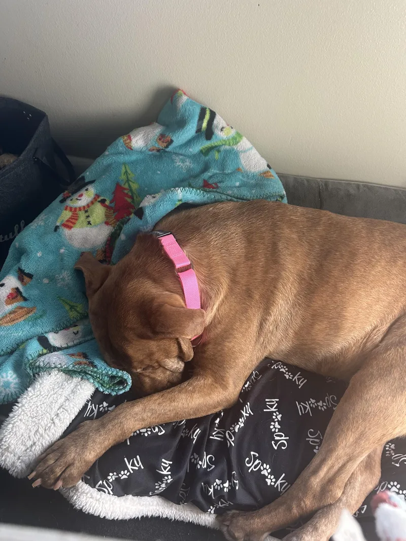 Hunny The Unicorn thumbnail 2