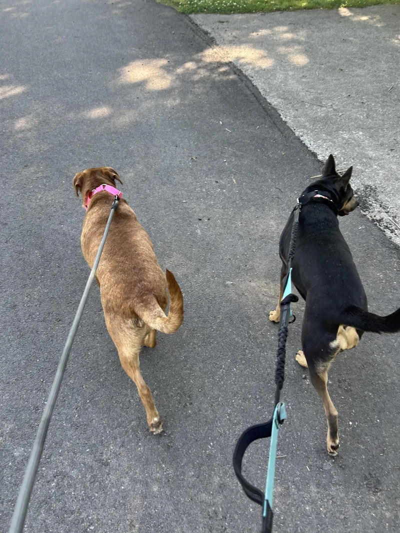 Hunny The Unicorn thumbnail 3