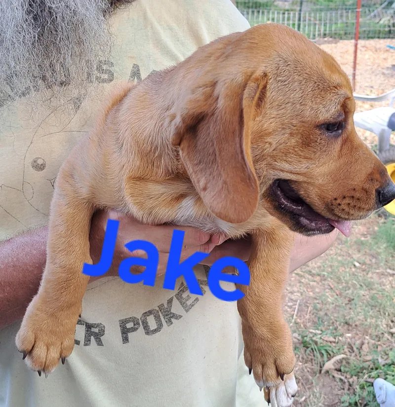 Jake