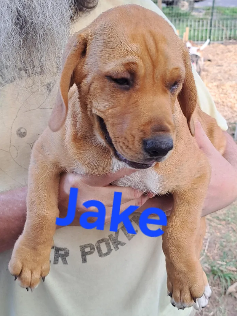 Jake thumbnail 2