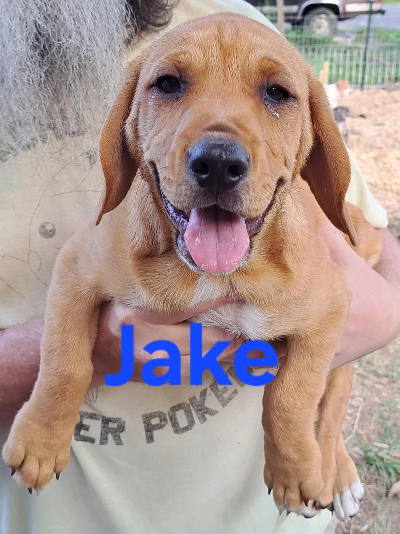 Jake thumbnail 3