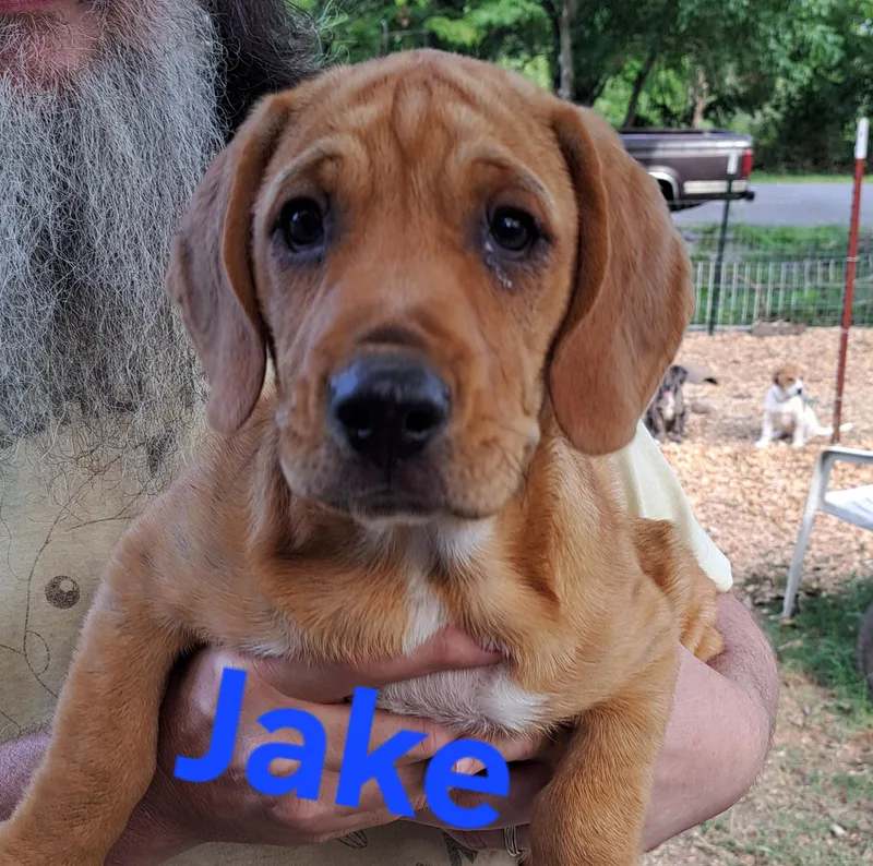 Jake thumbnail 4