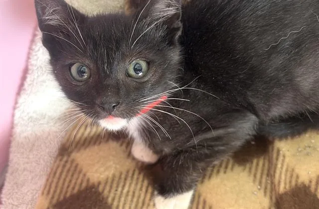 A baby small-sized female Domestic Short Hair cat named Randy for adoption in Camarillo, CA