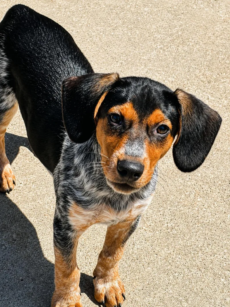 A baby medium-sized male Tricolor (Brown, Black, & White) Mixed Breed dog named Cooper for adoption in Kenosha, WI