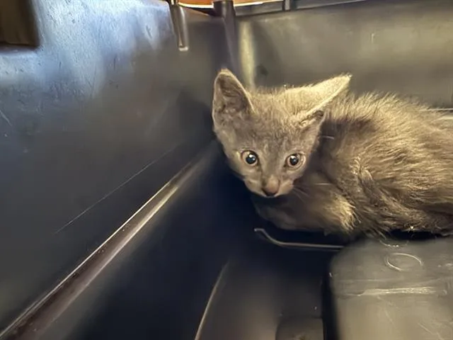 A baby small-sized male Domestic Short Hair cat named Jesse for adoption in Sugar Land, TX