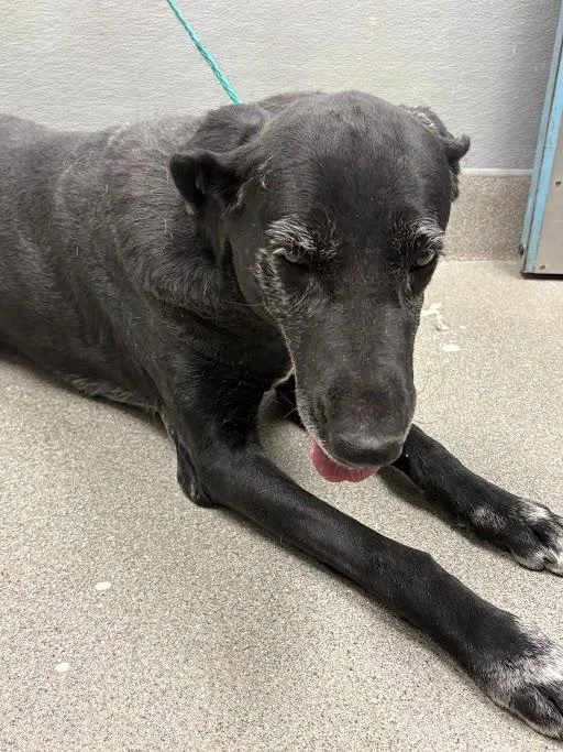 An adult large-sized female Great Dane dog named Baggera for adoption in Las Vegas, NV
