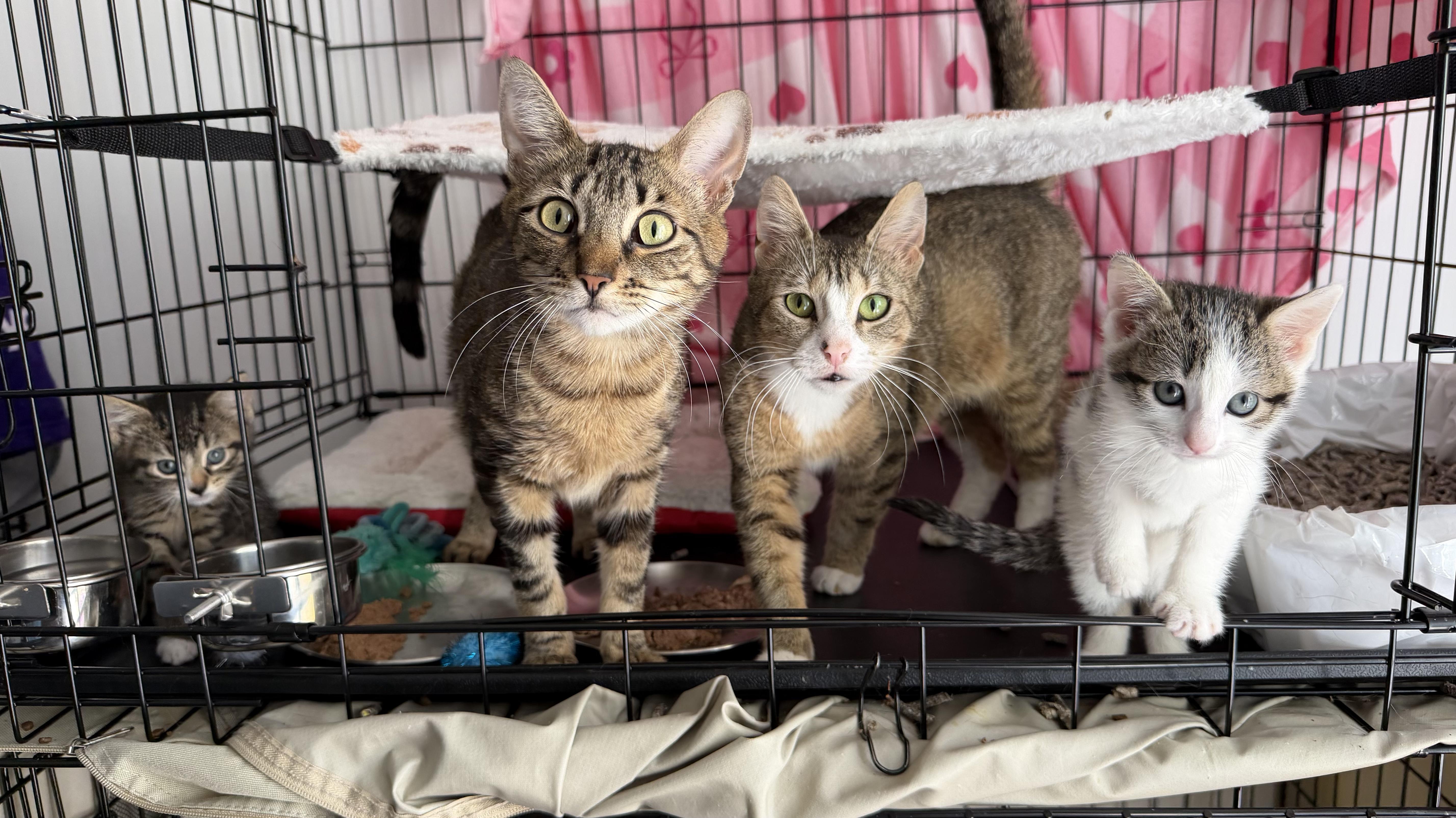 A young medium-sized female Domestic Short Hair cat named Mopra & Sweepy for adoption in Brooklyn, NY