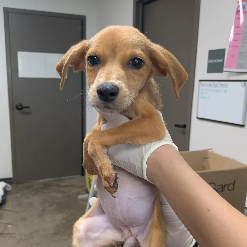 A baby small-sized female Red / Chestnut / Orange Retriever dog named Bubbles for adoption in Cleveland, MS