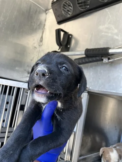 A baby large-sized female Mixed Breed dog named Marley for adoption in Dallas, TX