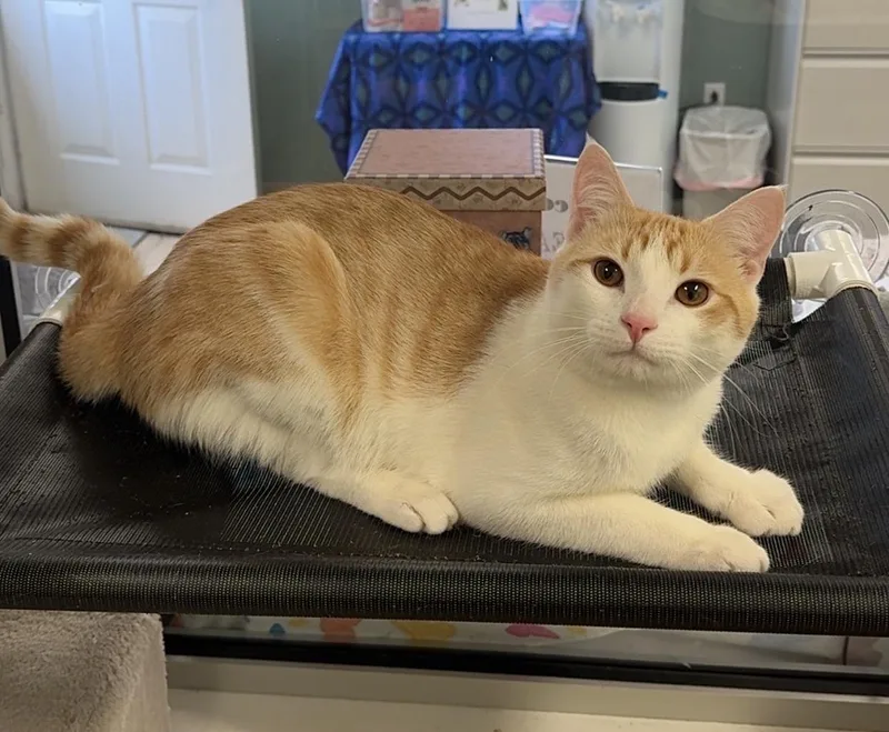 A young medium-sized male Tabby (Orange / Red) Domestic Short Hair cat named Leggo for adoption in Kearneysville, WV