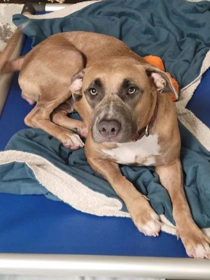 A young large-sized female Mixed Breed dog named Millie for adoption in Hobart, IN