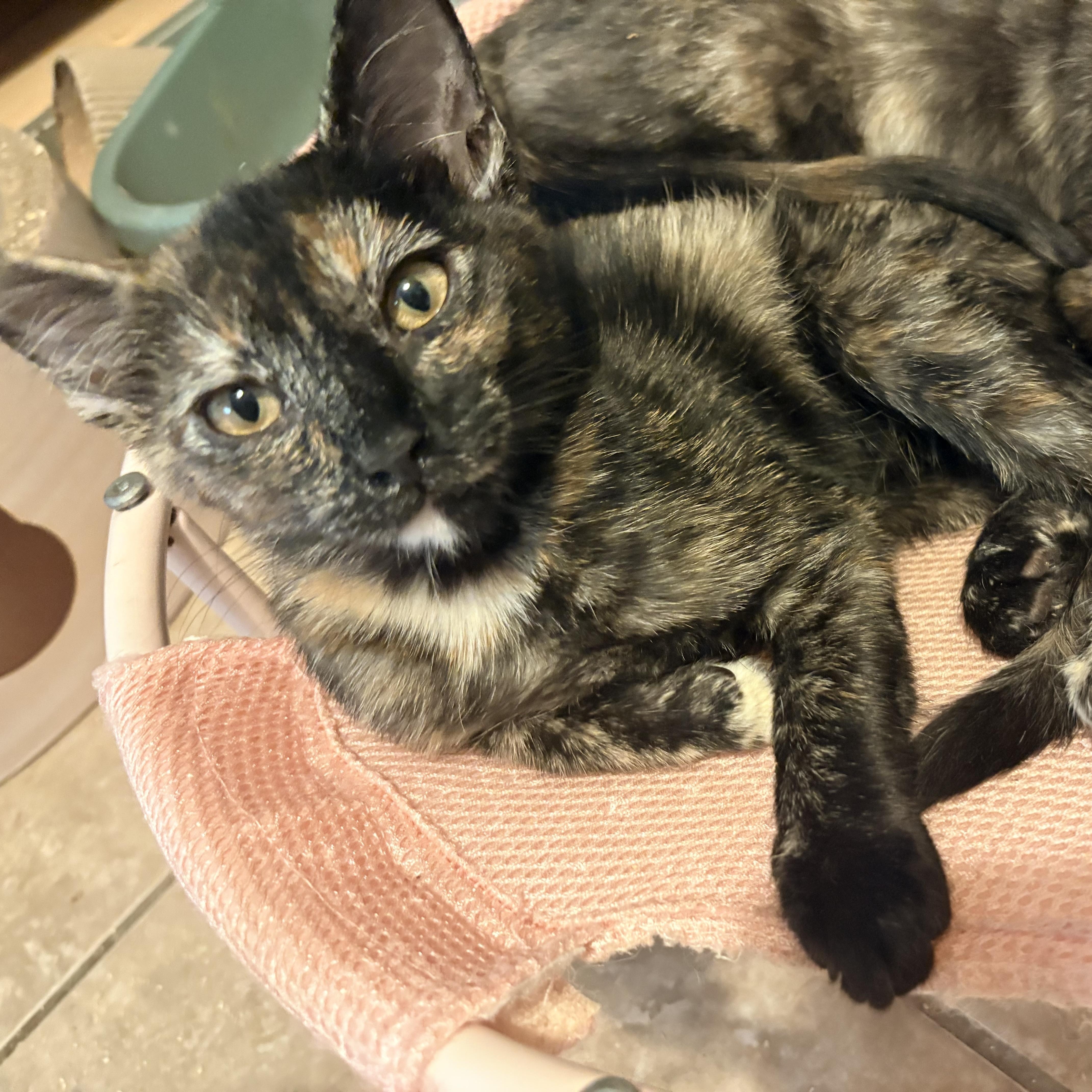 A young small-sized female Tortoiseshell Domestic Short Hair cat named Bubbles for adoption in Hayward, CA