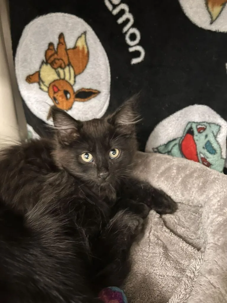 A baby medium-sized male Domestic Long Hair cat named Felix for adoption in Minot, ND