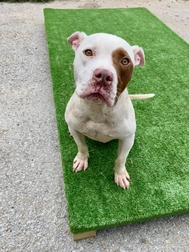 A young large-sized male Pit Bull Terrier dog named Popeye for adoption in Fayetteville, WV