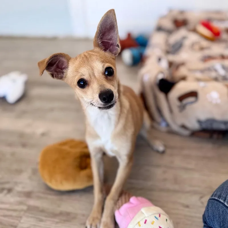 A young small-sized female Yellow / Tan / Blond / Fawn Terrier dog named Lemon for adoption in Green Bay, WI