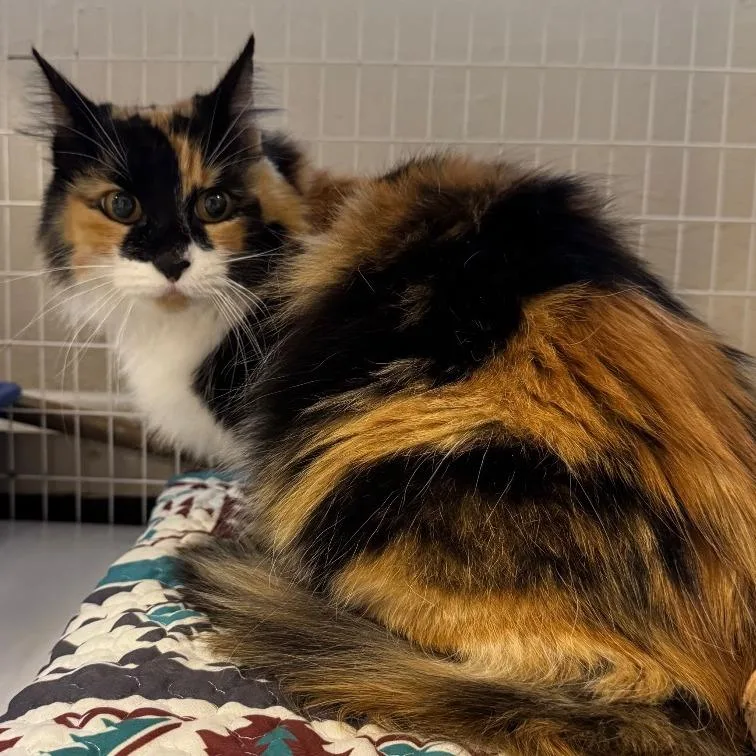 An adult small-sized female Domestic Long Hair cat named Autumn for adoption in Medford, OR