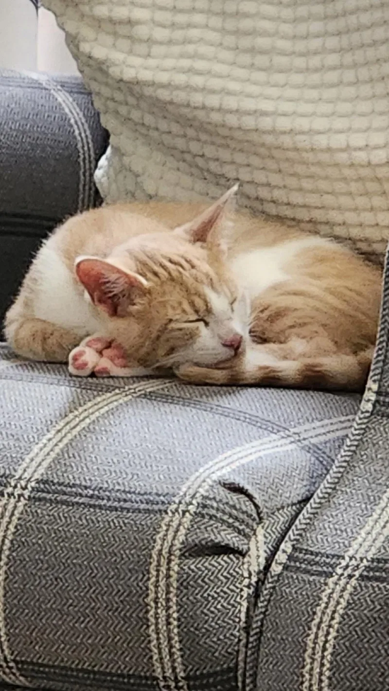 A baby small-sized female Gray & White Domestic Short Hair cat named Skyeand Sunshine Your Daily for adoption in Bristow, VA