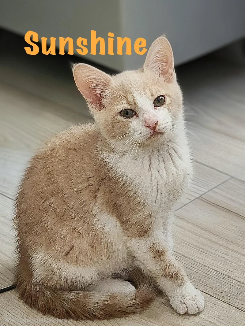Skyeand Sunshine Your Daily thumbnail 4