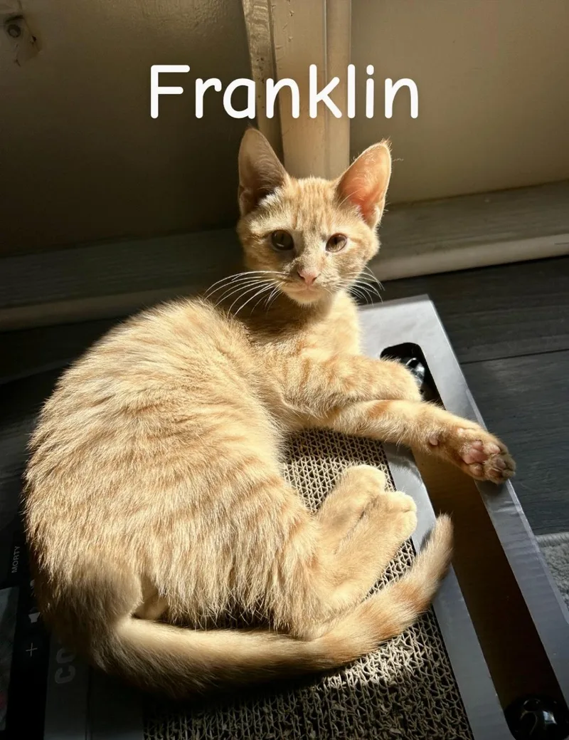 A baby medium-sized male Domestic Short Hair cat named Franklin for adoption in Murfreesboro, TN
