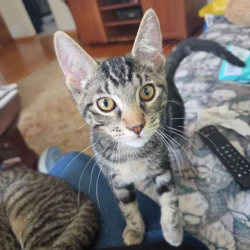 A baby medium-sized female Tabby (Brown / Chocolate) Domestic Short Hair cat named Primrose for adoption in Moriches, NY