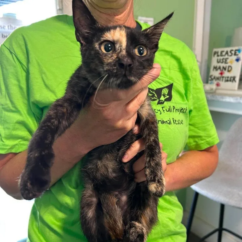 A baby small-sized female Tortoiseshell Domestic Short Hair cat named Maple for adoption in Tampa, FL