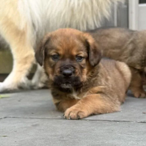 A baby extra large-sized male Saint Bernard dog named Hubert for adoption in Lincolnshire, IL