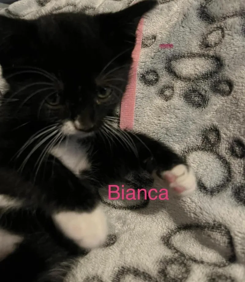 A baby small-sized female Black & White / Tuxedo Domestic Short Hair cat named Bianca for adoption in Virginia Beach, VA