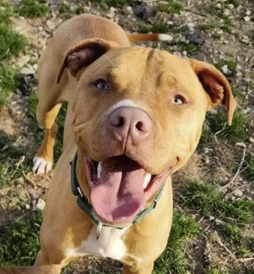 An adult medium-sized male Yellow / Tan / Blond / Fawn American Staffordshire Terrier dog named Levi for adoption in Pleasant Valley, NY