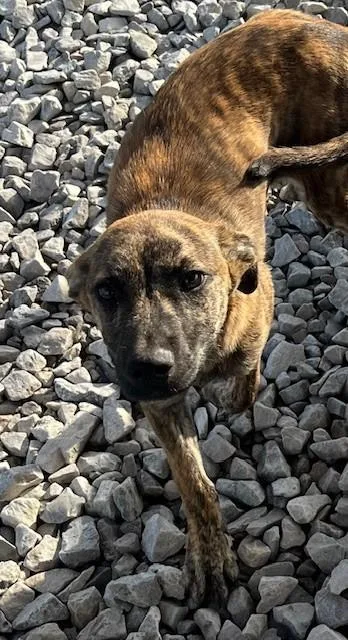 A young medium-sized female Brindle Shepherd dog named Lanai for adoption in New Roads, LA