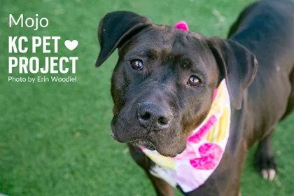 An adult extra large-sized male Black Pit Bull Terrier dog named Mojo for adoption in Kansas City, MO