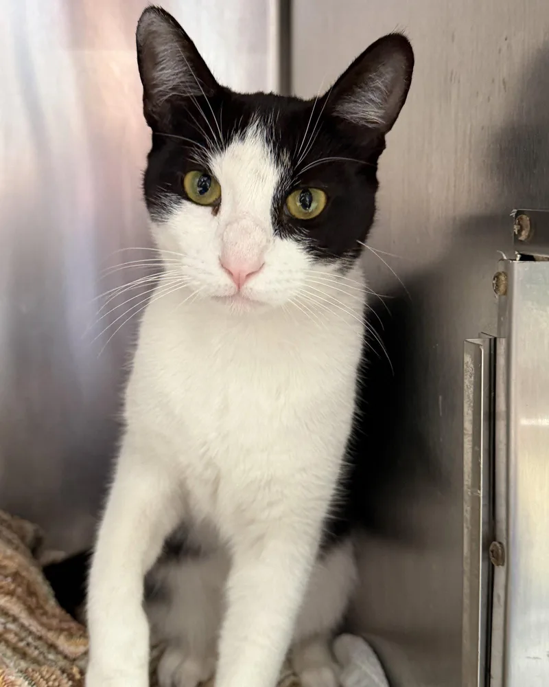 A baby medium-sized male Black Domestic Short Hair cat named Kratos for adoption in Oakland, CA
