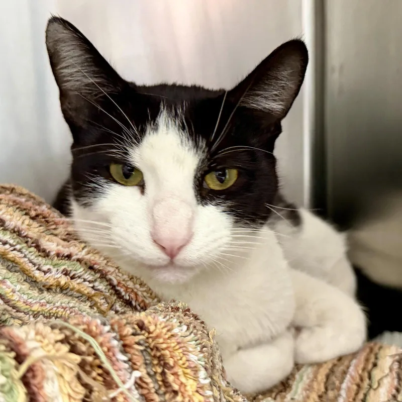 Kratos thumbnail 3