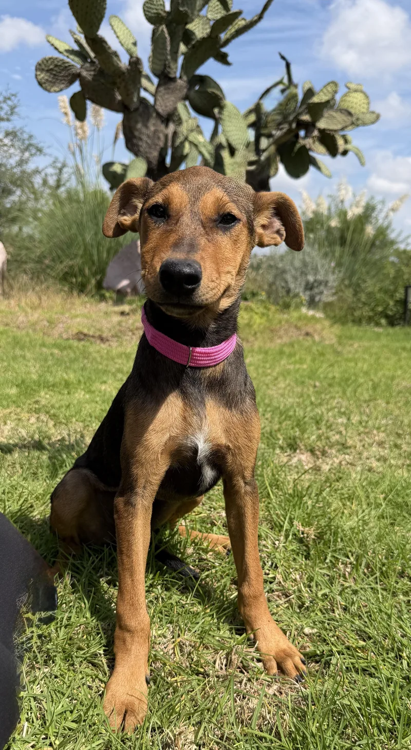 A baby medium-sized female Bicolor Shepherd dog named Ashley for adoption in Austin, TX