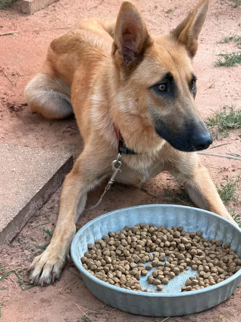 A young medium-sized female Yellow / Tan / Blond / Fawn German Shepherd Dog dog named Foxy for adoption in Mobile , AL