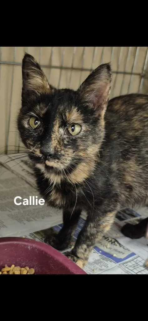 A young medium-sized female Domestic Short Hair cat named Callie for adoption in Kendallville, IN
