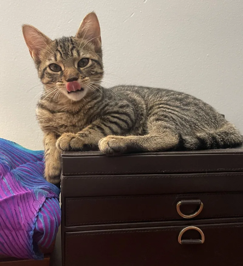 A young medium-sized female Domestic Short Hair cat named Beacon for adoption in Brooklyn, NY