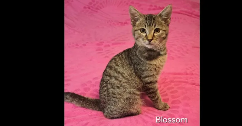 A baby small-sized female Domestic Short Hair cat named Blossom for adoption in Groveland, MA