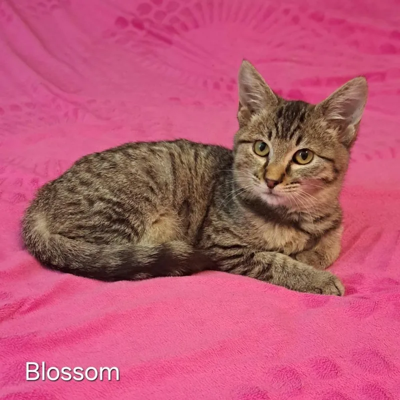 Blossom thumbnail 2
