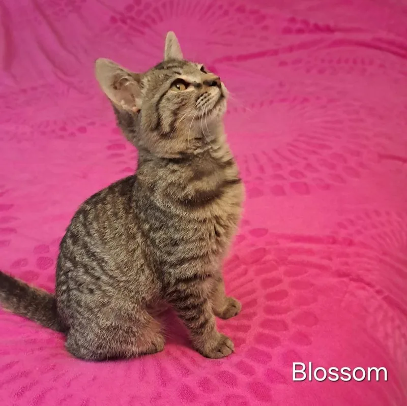 Blossom thumbnail 3