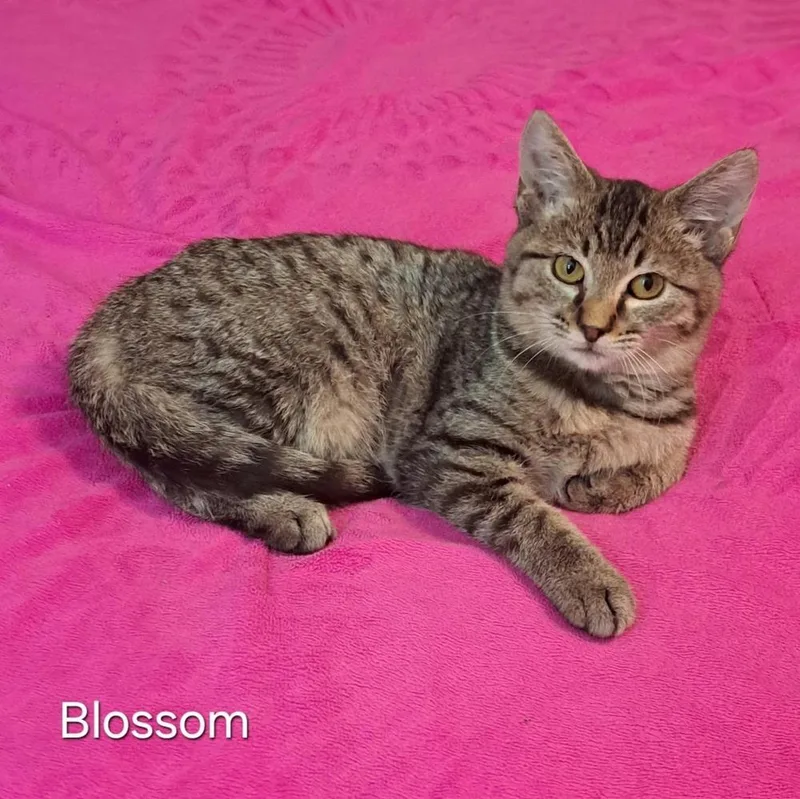 Blossom thumbnail 4