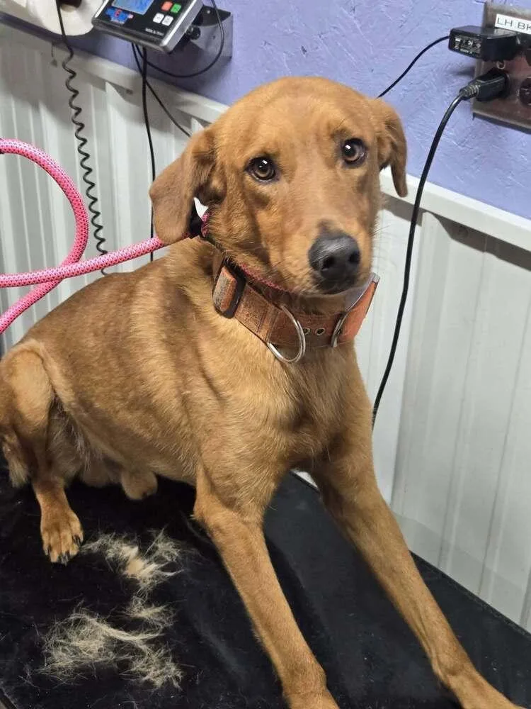 An adult medium-sized male Red / Chestnut / Orange Hound dog named John Boy for adoption in Waverly, OH