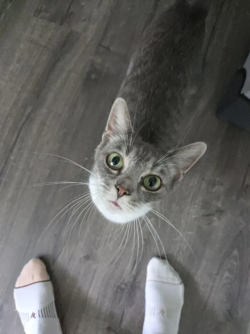 A young medium-sized female Tabby (Gray / Blue / Silver) Domestic Short Hair cat named Ladybug for adoption in Royal Oak, MI