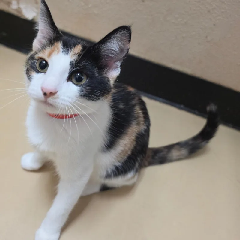 A baby small-sized female Calico Domestic Medium Hair cat named Nicole Chino Hills for adoption in Chino Hills, CA