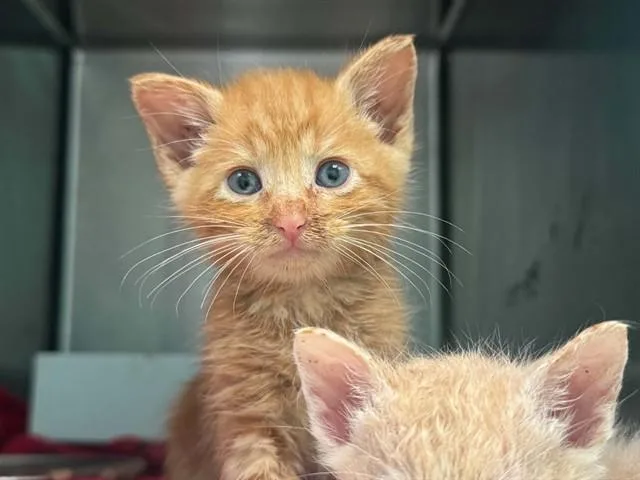 A baby medium-sized male Domestic Medium Hair cat named Sam for adoption in Dallas, TX