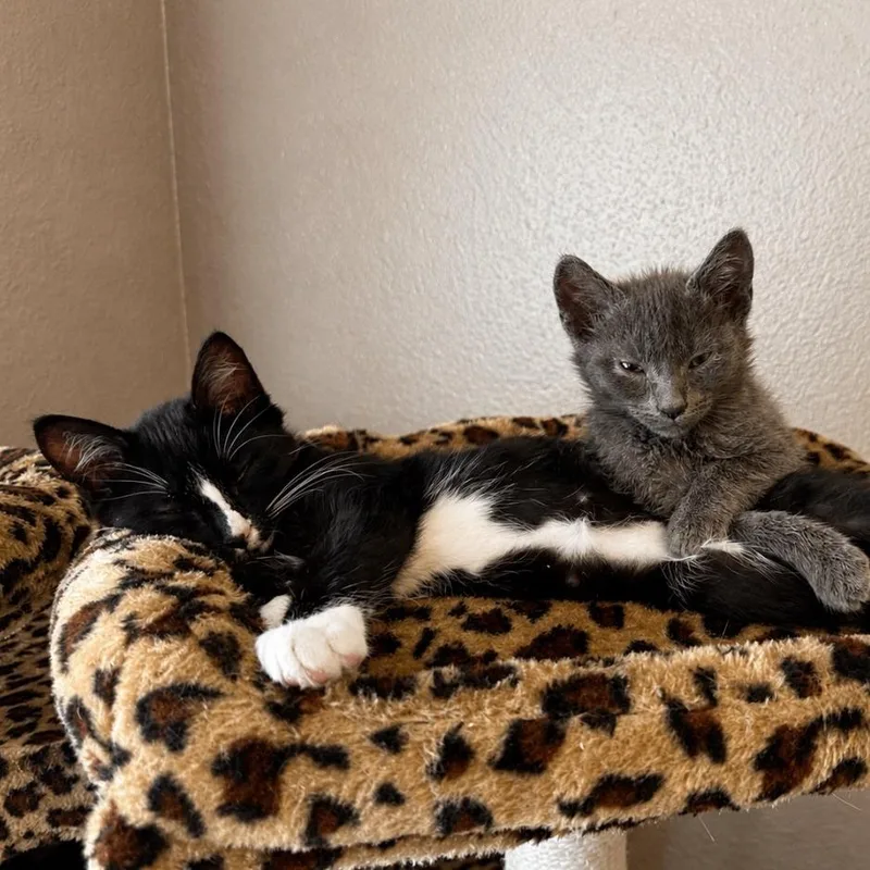 A baby small-sized male Black Domestic Short Hair cat named A Kc for adoption in Centralia, WA