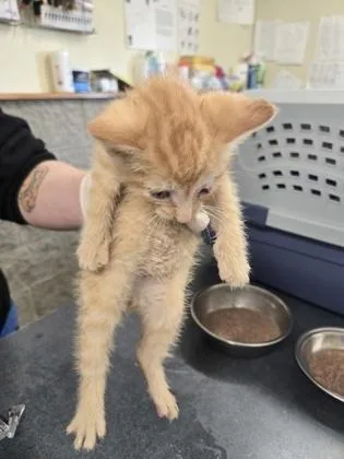 A baby small-sized male Domestic Short Hair cat named Gremlin for adoption in Clarks Summit, PA