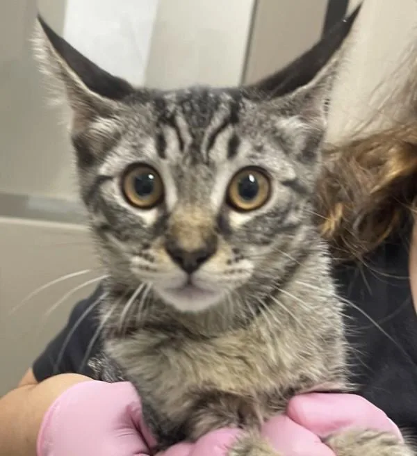 A young small-sized female Domestic Short Hair cat named Canoe for adoption in El Cajon, CA
